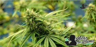 Grease Monkey strain marihuana: Opiniones y Efectos grease monkey