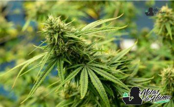 Grease Monkey strain marihuana: Opiniones y Efectos grease monkey