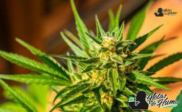 Honey Bananas strain: Opiniones y Efectos Honey Bananas strain