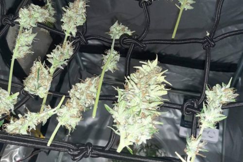 Cogollos de Honey Bananas