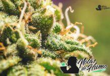 Horchata strain cogollo