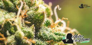 Horchata strain cogollo