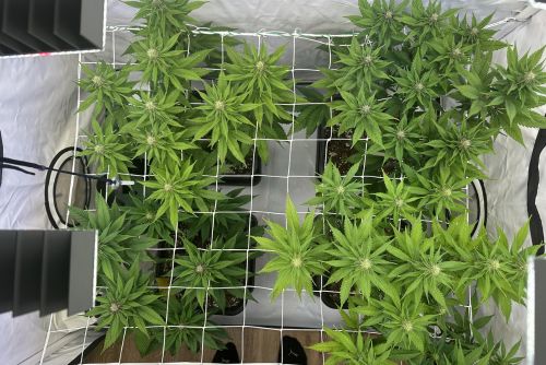 horchata strain plantas