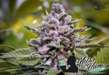 Ice Cream strain marihuana: Opiniones y Efectos Ice Cream strain