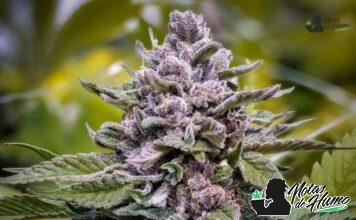 Ice Cream strain marihuana: Opiniones y Efectos Ice Cream strain