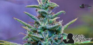 Italian Ice strain marihuana: Opiniones y Efectos Italian Ice strain