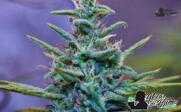Italian Ice strain marihuana: Opiniones y Efectos Italian Ice strain
