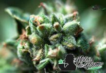Jack Frost strain: Opiniones y Efectos Jack Frost strain ejemplar