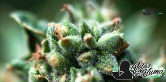 Jack Frost strain ejemplar