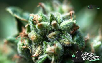 Jack Frost strain: Opiniones y Efectos Jack Frost strain ejemplar