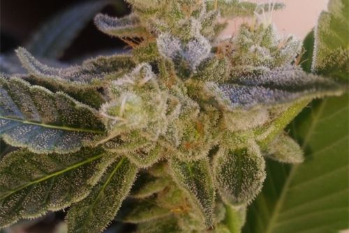 Purple churro ejemplar