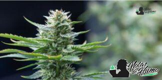 Jealousy strain marihuana: Opiniones y Efectos jealousy strain