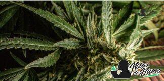 Jet Fuel strain marihuana: Opiniones y Efectos Jet Fuel strain