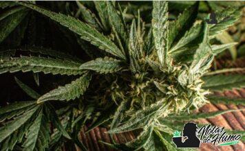 Jet Fuel strain marihuana: Opiniones y Efectos Jet Fuel strain