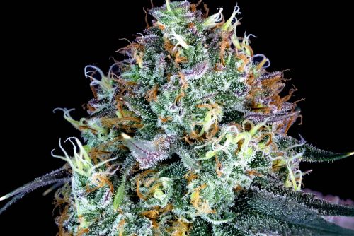 Kosher Kush strain