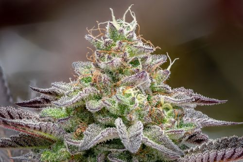 Kosher Kush strain