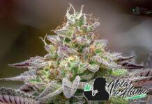 Kosher Kush strain