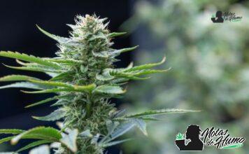 Kush Mints strain kush mints strain