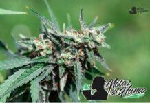 la confidential strain