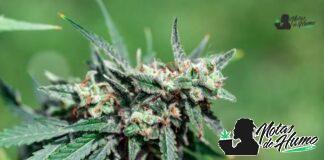 LA Confidential strain marihuana: Opiniones y Efectos la confidential strain