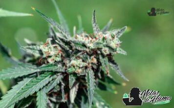 LA Confidential strain marihuana: Opiniones y Efectos la confidential strain