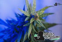 LA Kush Cake strain marihuana: Opiniones y Efectos
