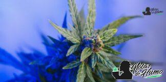 LA Kush Cake strain marihuana: Opiniones y Efectos