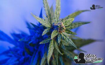 LA Kush Cake strain marihuana: Opiniones y Efectos