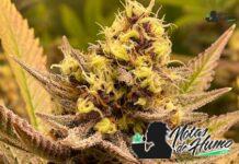 Lava cake strain marihuana: Opiniones y Efectos lava cake strain
