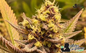 Lava cake strain marihuana: Opiniones y Efectos lava cake strain