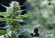 Lemon cake strain: Opiniones y Efectos lemon cake strain