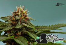 lemon cherry gelato strain