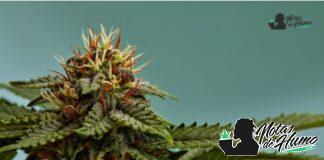 Lemon Cherry Gelato strain de Midwest Best: Opiniones y Efectos lemon cherry gelato strain