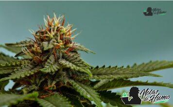lemon cherry gelato strain