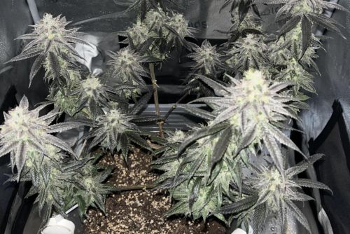 Lemon Cherry Gelato ejemplar cultivo