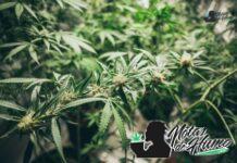 Lemon Haze strain: Opiniones y Efectos lemon haze strain