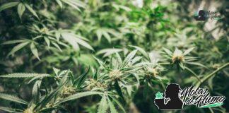 Lemon Haze strain: Opiniones y Efectos lemon haze strain