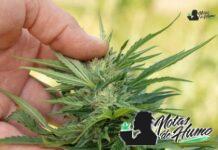 Lemon Skunk strain marihuana: Opiniones y Efectos Lemon Skunk strain