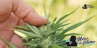 Lemon Skunk strain marihuana: Opiniones y Efectos Lemon Skunk strain