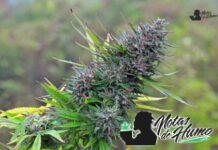 Gelatti strain marihuana: Opiniones y Efectos Gelatti strain flor