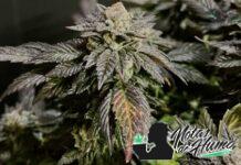 London Pound Cake strain