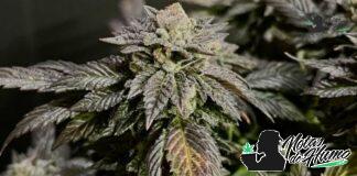 London Pound Cake strain