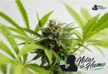 MAC 1 strain 