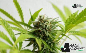 MAC 1 strain 