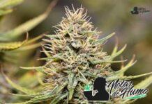 Mandarin Cookies strain
