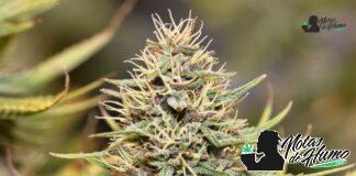 Mandarin Cookies strain