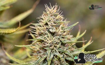 Mandarin Cookies strain: Opiniones y Efectos Mandarin Cookies strain