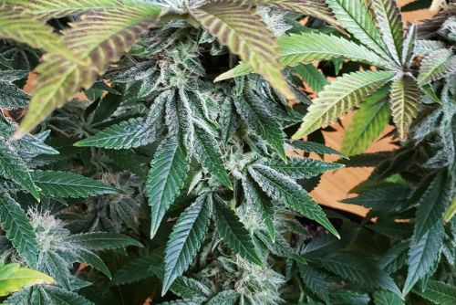 Maui Wowie strain
