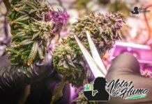 Maui Wowie strain marihuana: Opiniones y Efectos maui wowie strain