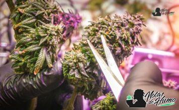 Maui Wowie strain marihuana: Opiniones y Efectos maui wowie strain